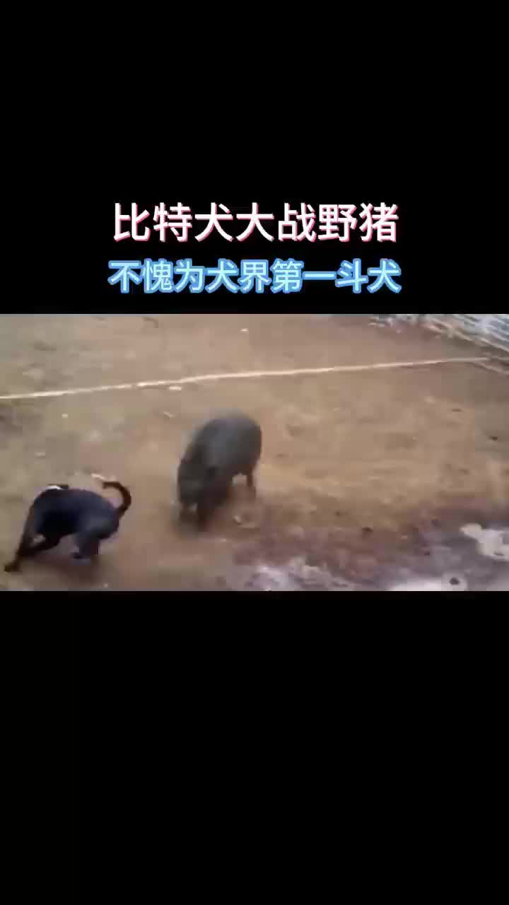 比特犬VS野猪体型差一倍也丝毫不落下风
