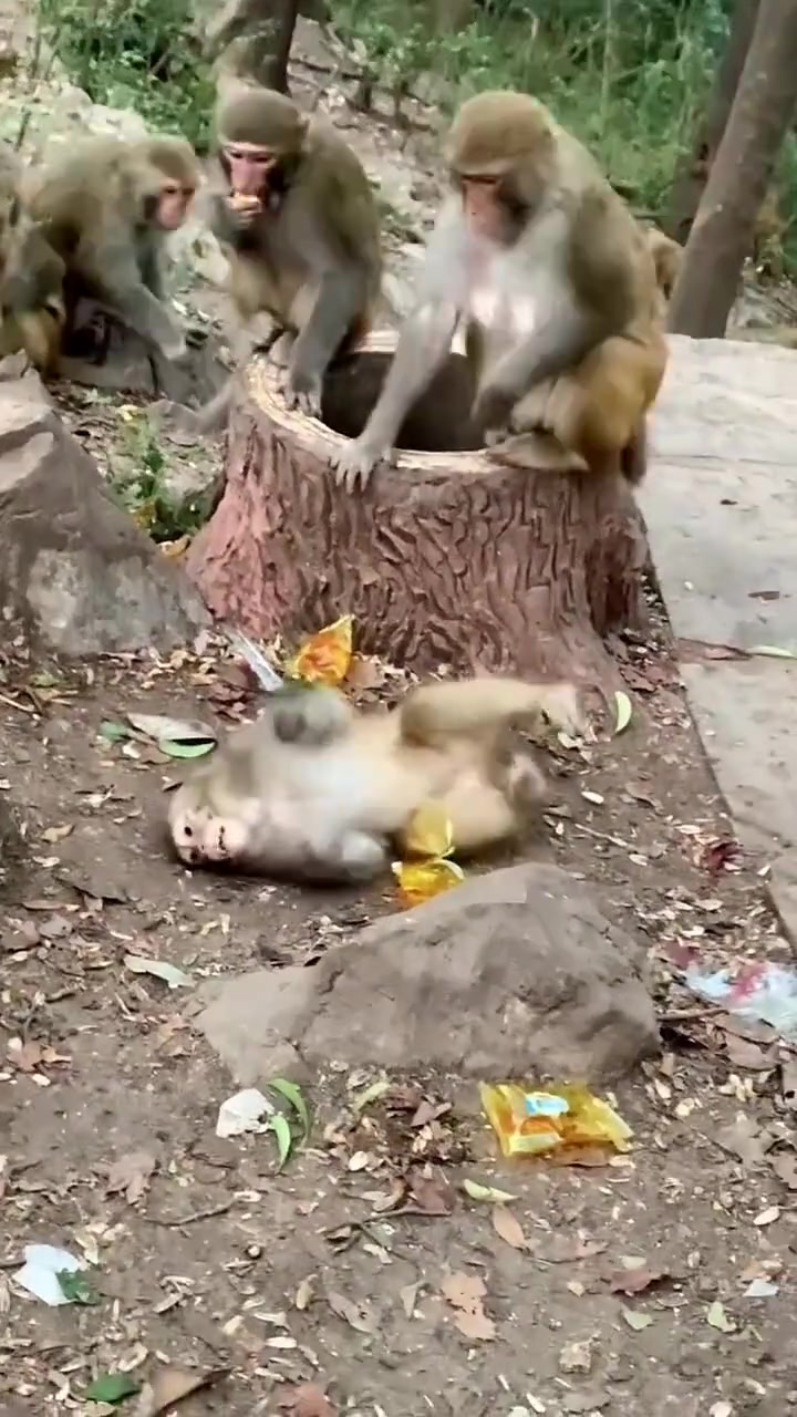 贵阳黔灵山公园，这是被念紧箍咒了吗