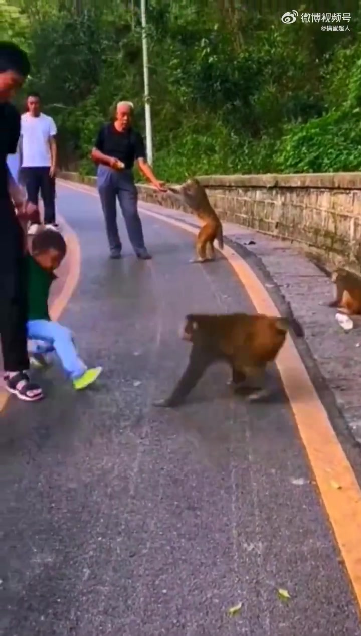 猴子欺负小朋友