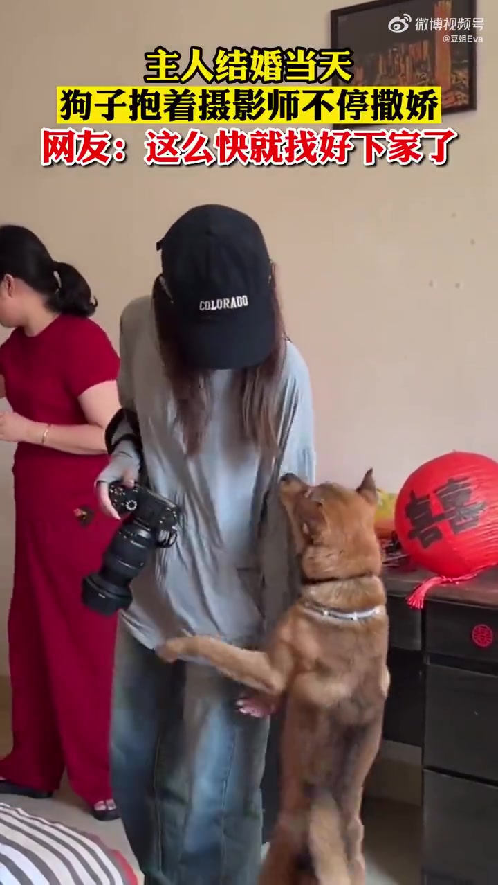 主人结婚当天，狗子抱着摄影师不停撒娇