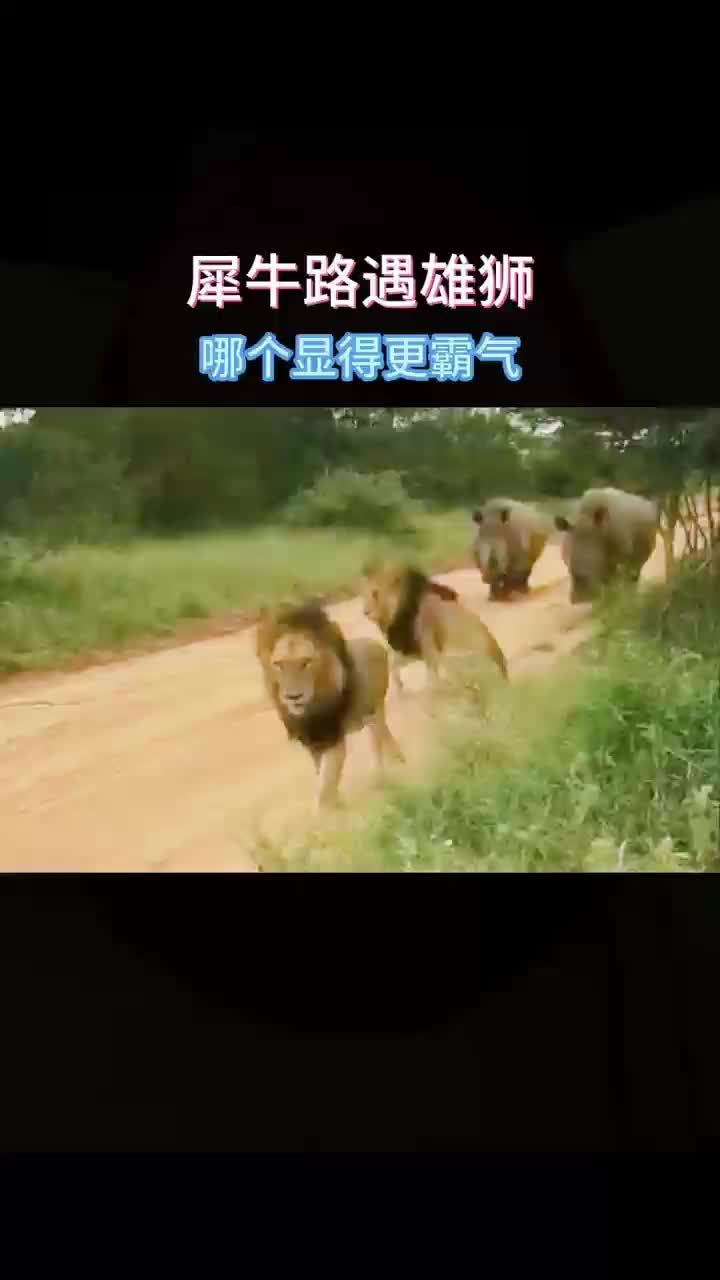 当狮子遇上犀牛也得乖乖让道