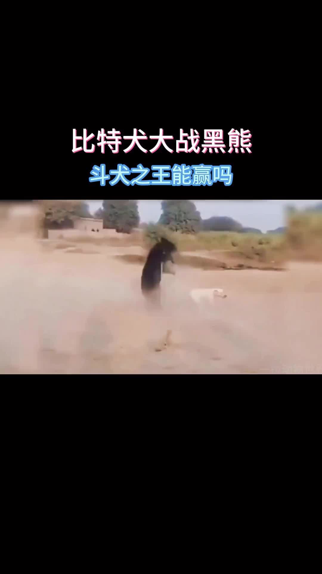 比特犬也太疯了，大战几倍体型黑熊