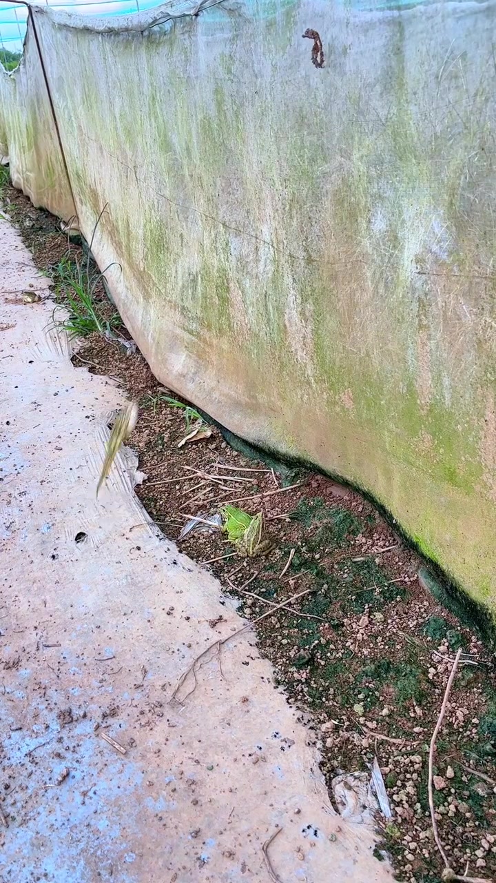 跳跳蛙，果然高手总是最后出场