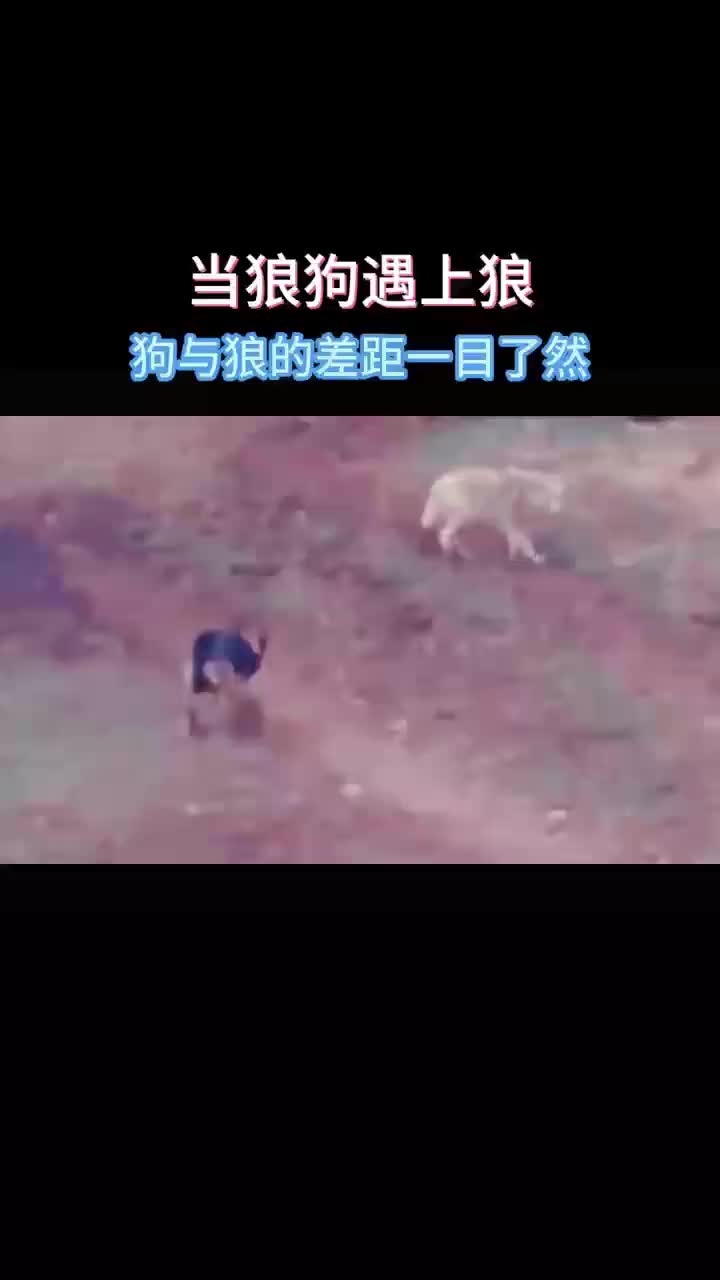 当狼狗遇上狼，结果