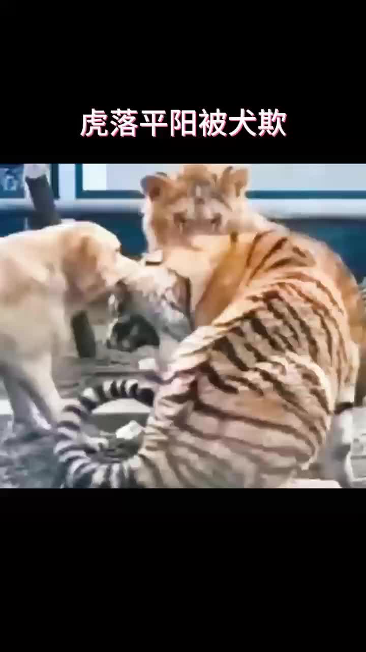 这真是虎落平阳
