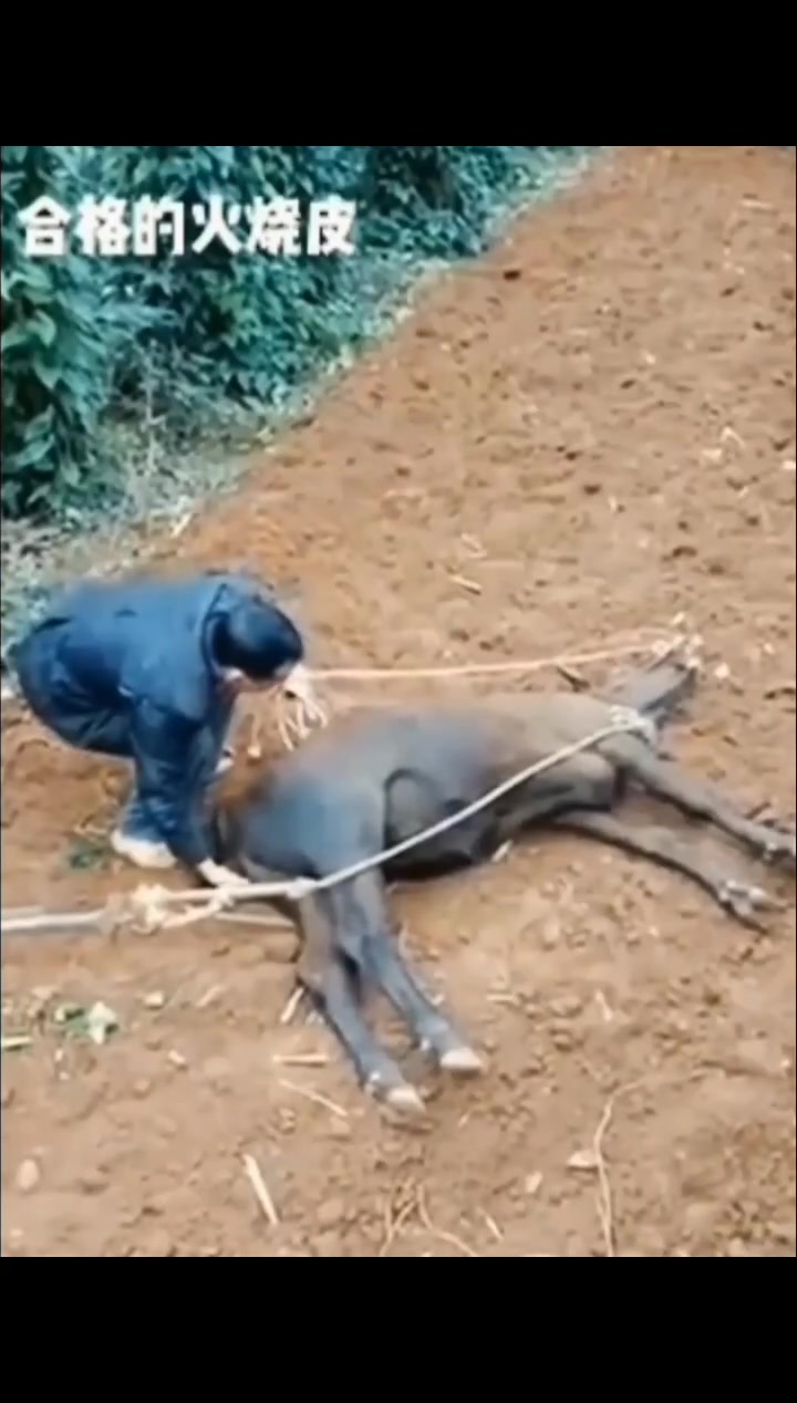 牛脾气来了挡都挡不住