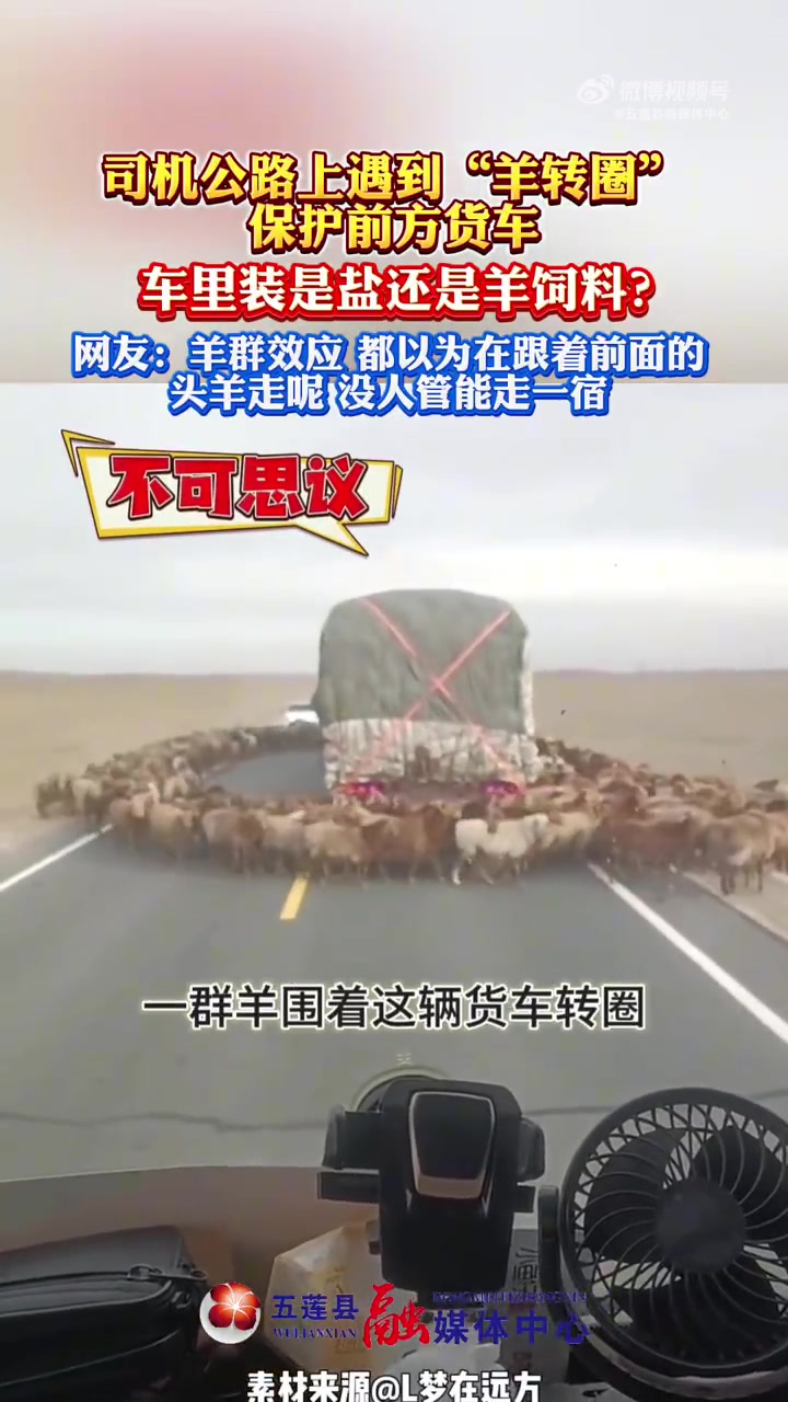 司机公路上遇到“羊转圈”保护前方货车，车里装是盐还是羊饲料