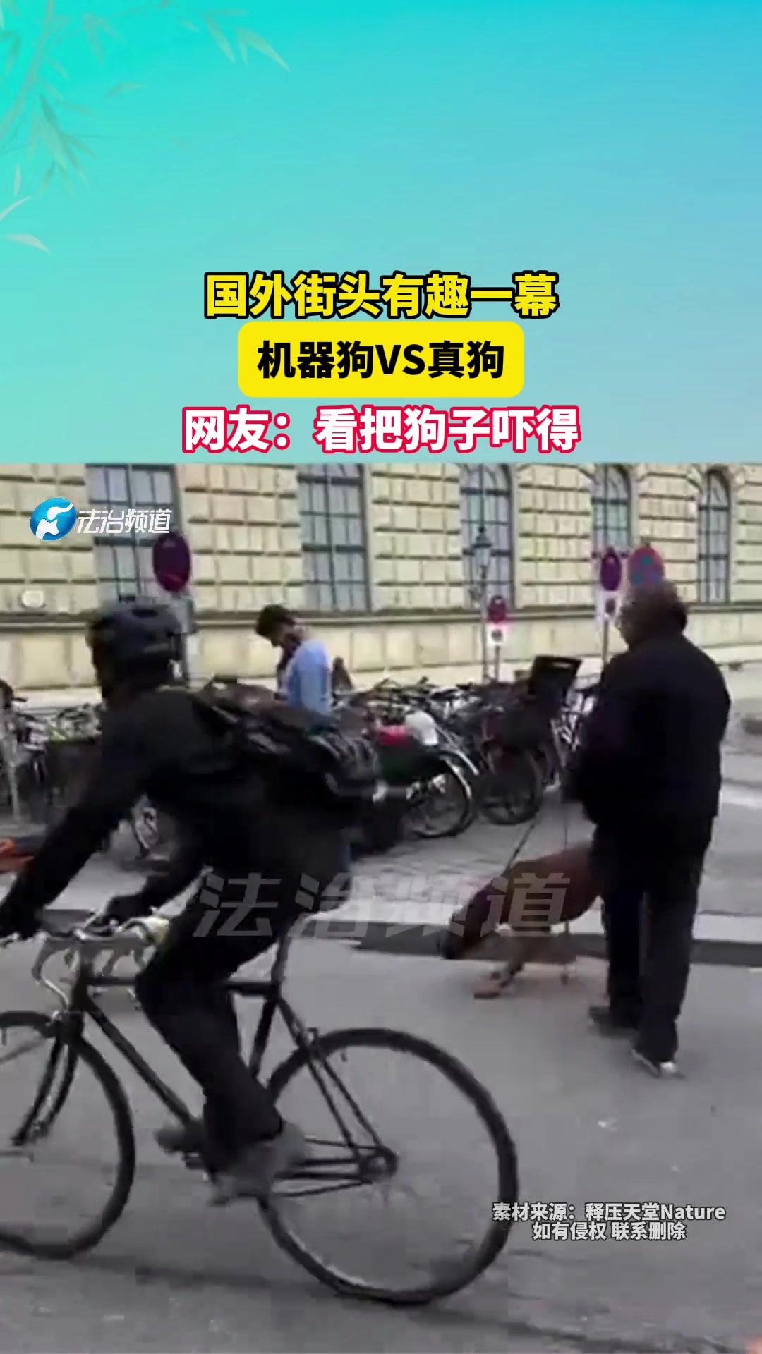 机器狗vs真狗看给狗吓得