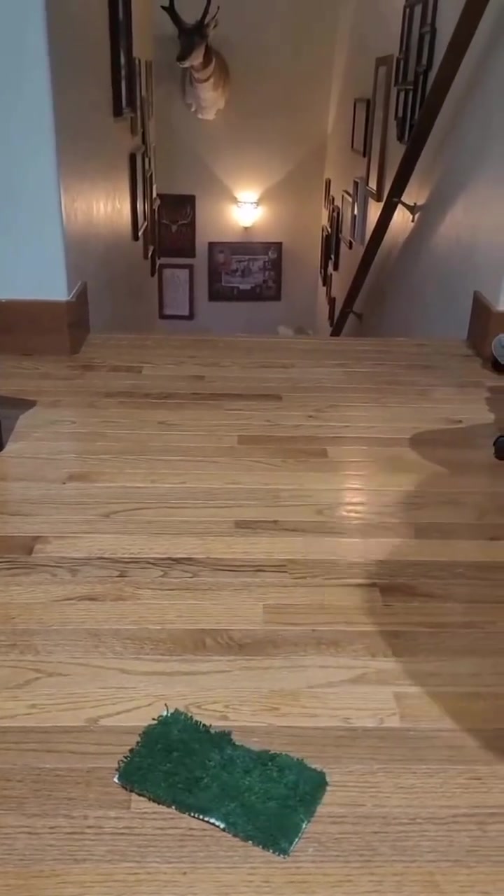猫：你不能再贱了