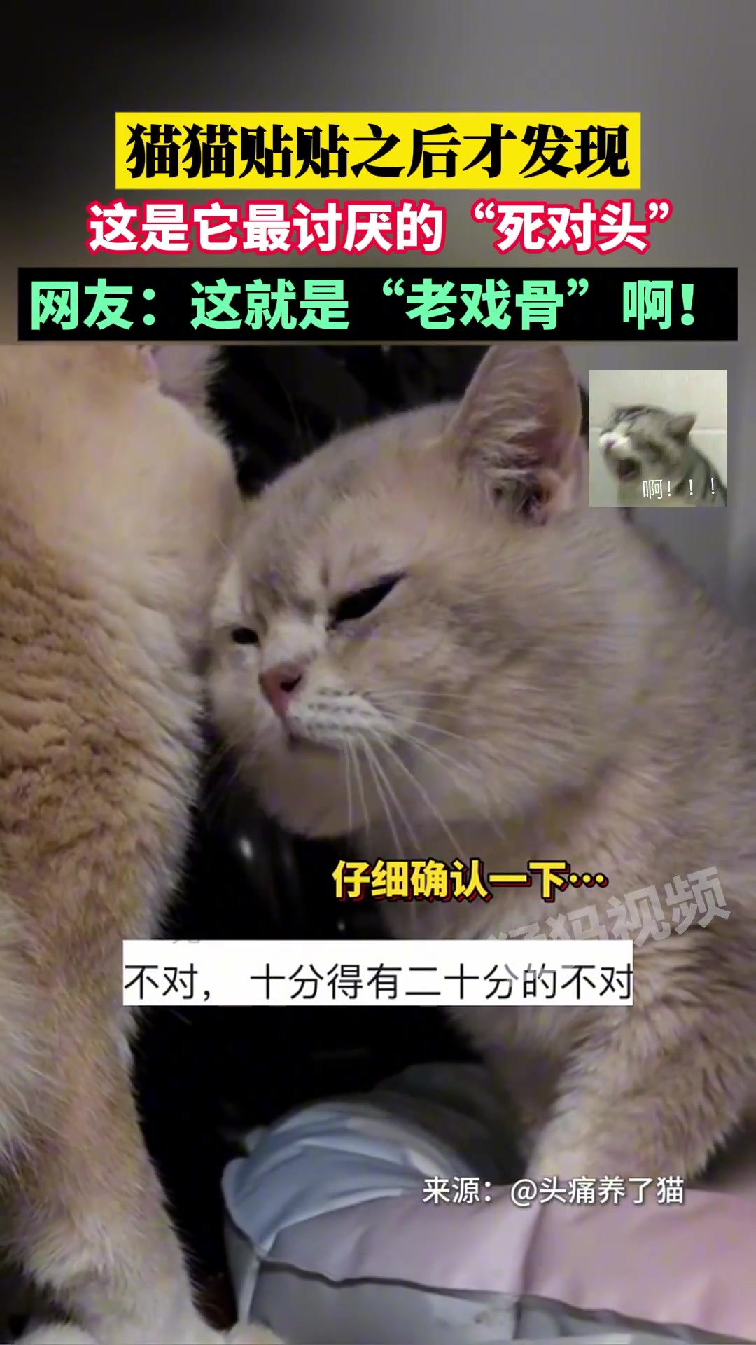 猫猫贴贴后发现这是最讨厌的死对头