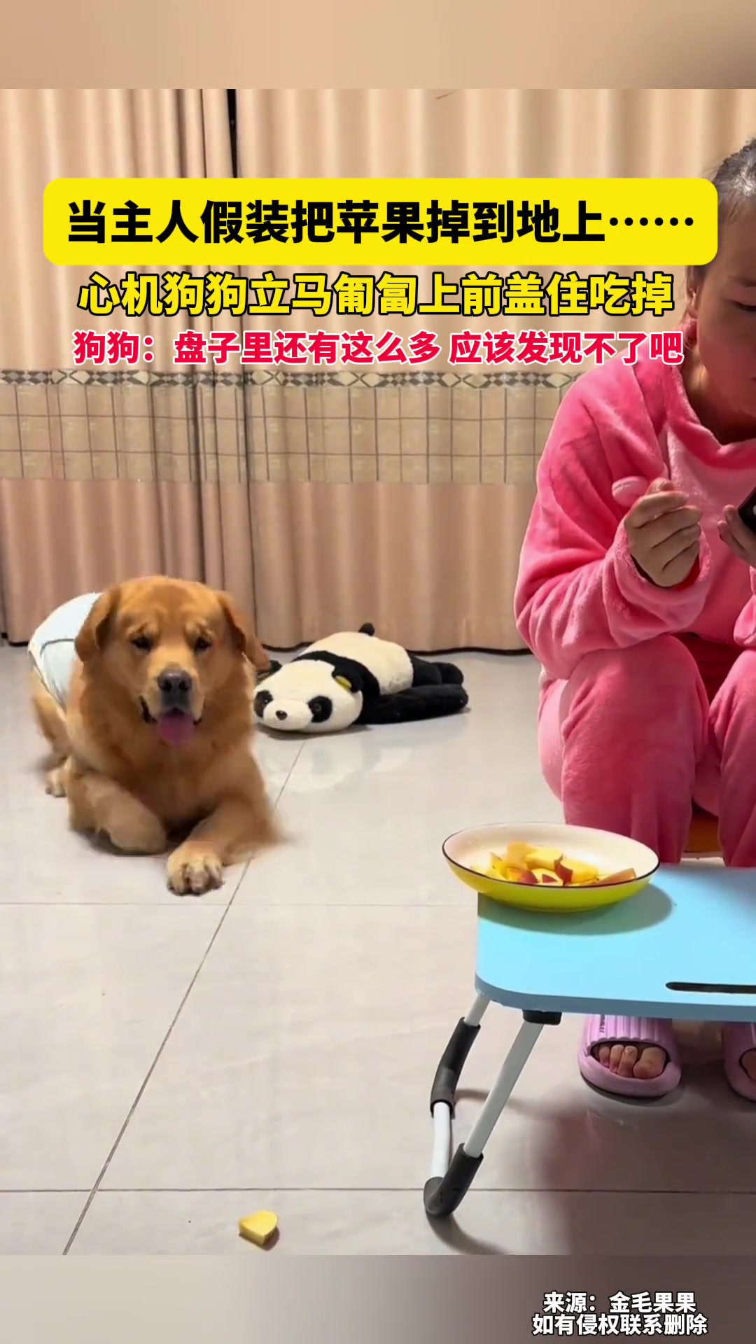 当主人假装把苹果掉到地上