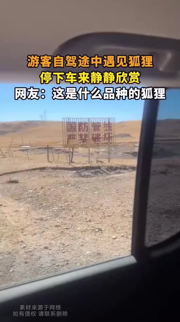 游客自驾途中遇见狐狸，这不是藏狐小亮嘛