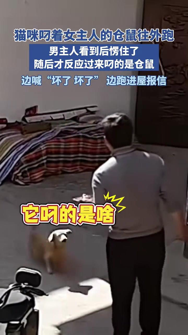 仓鼠晚上不要给我留饭了