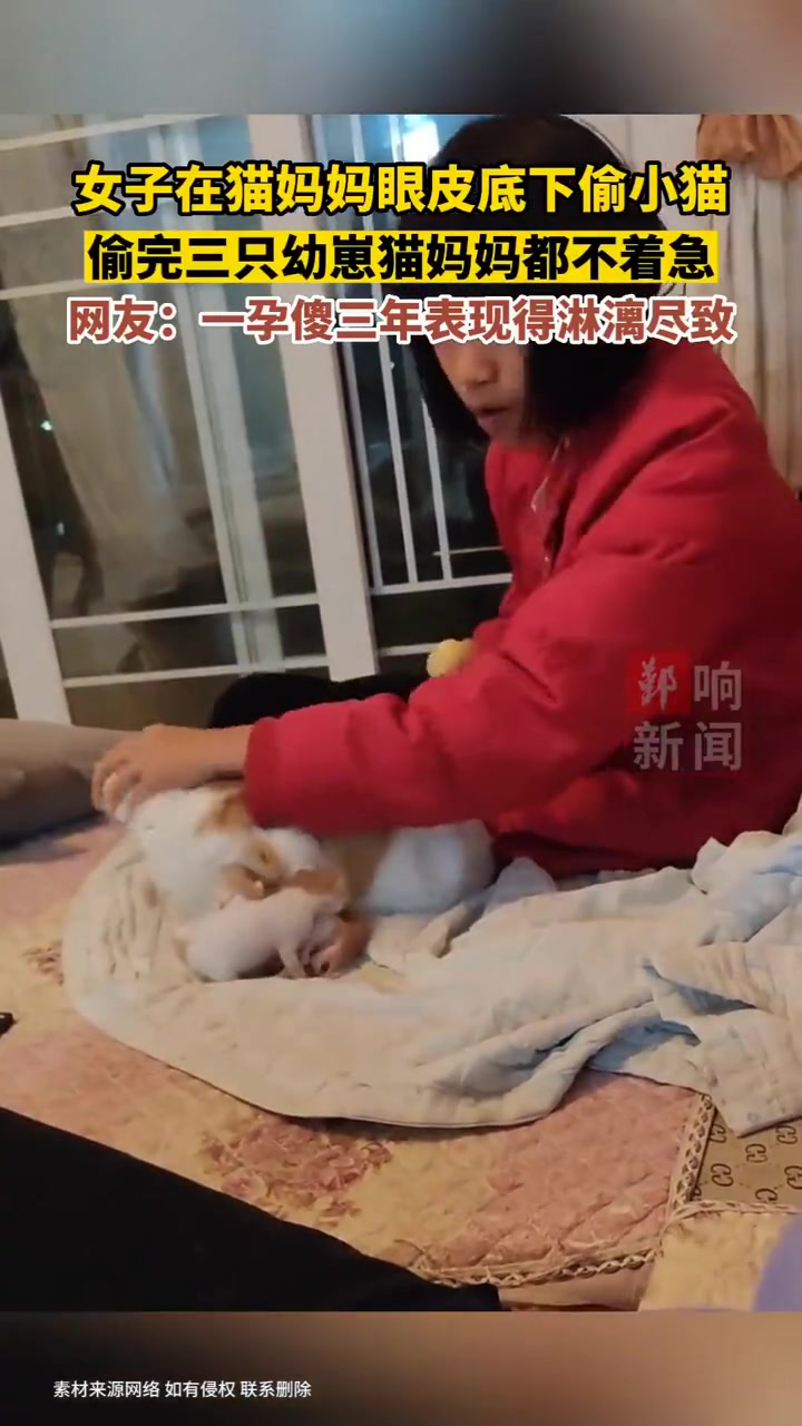 一孕傻三年，猫界也如此