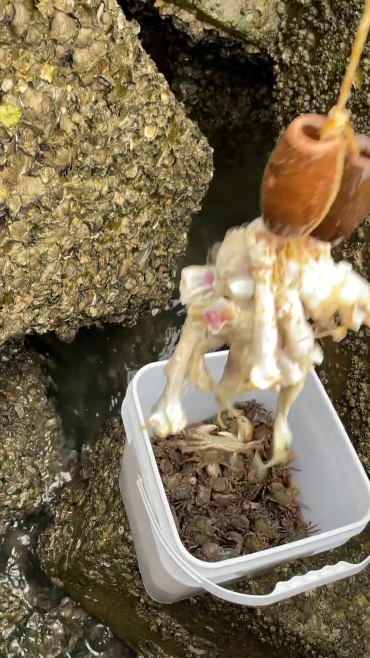 钓了这么久的鱼你们有见过钓螃蟹的吗