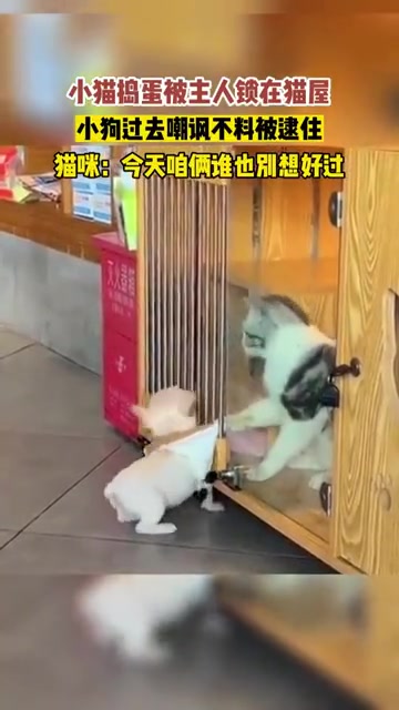 谁薅住了我铠甲！