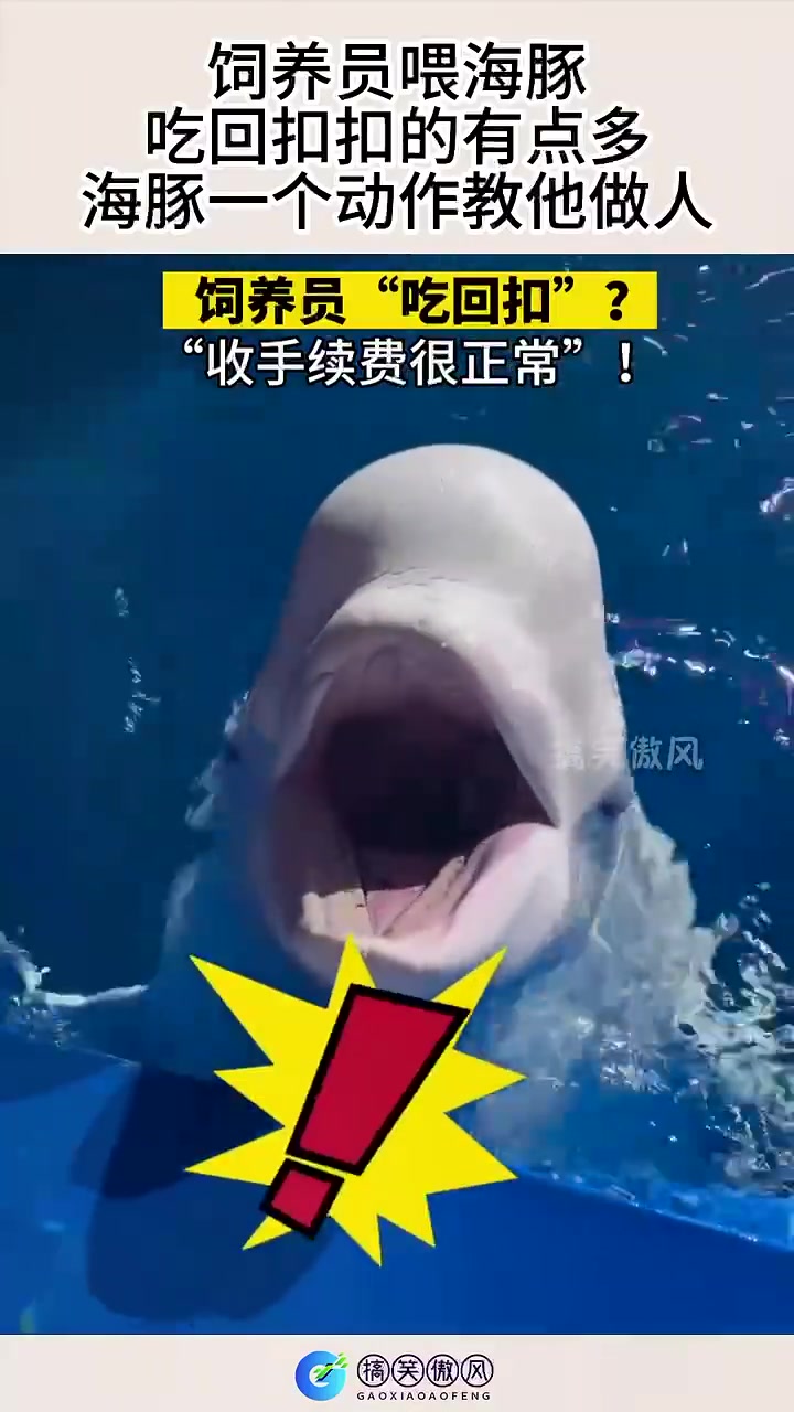 饲养员喂白鲸，吃回扣扣的有点多，白鲸一个动作教他做人！