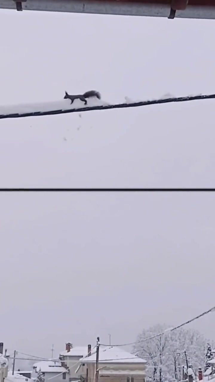 好鼠一生平安感谢清理线上的雪