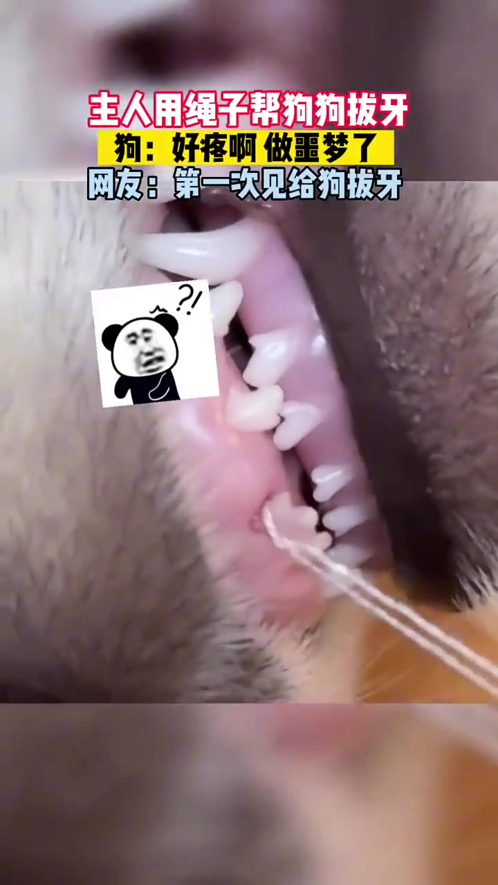 一嘴牙长的，谁也不服谁