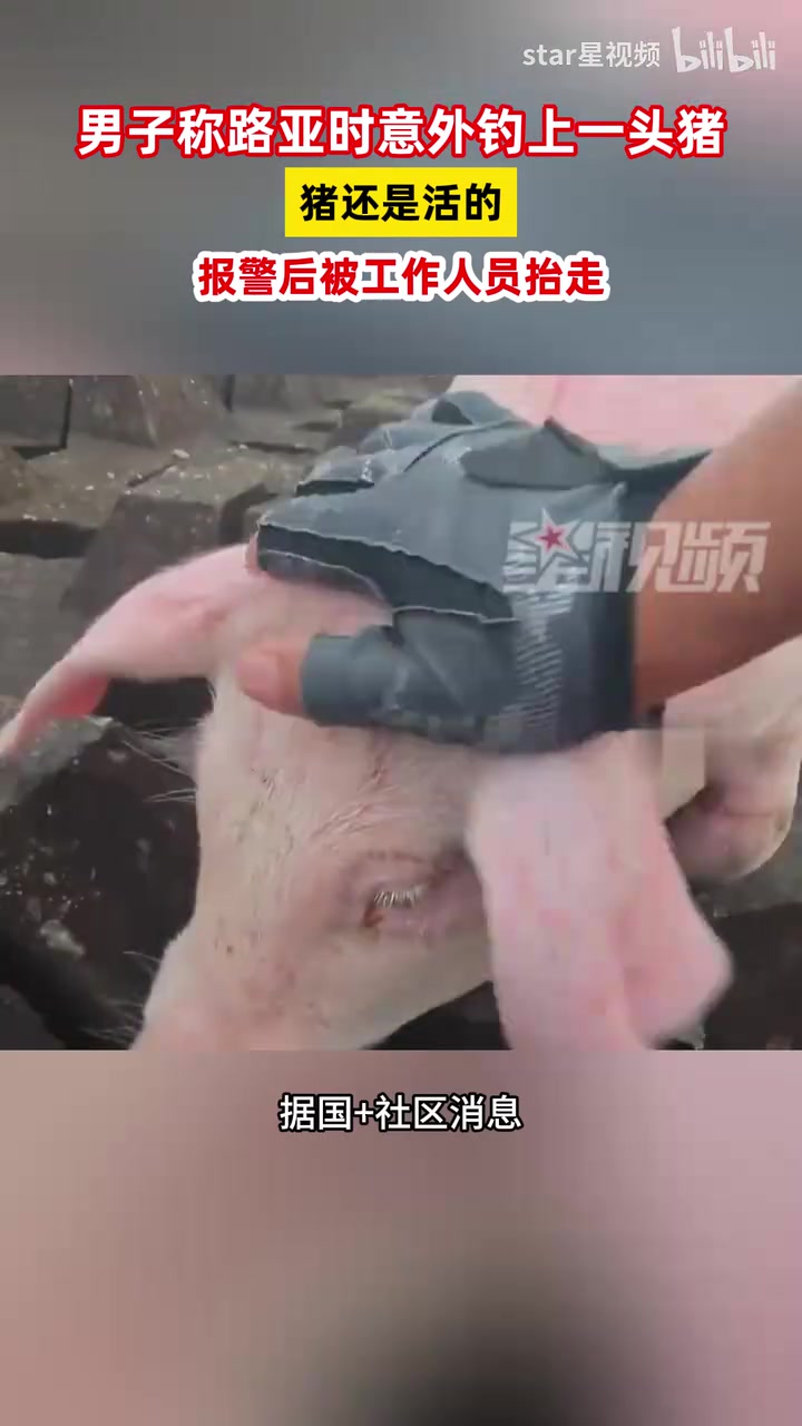 男子路亚时意外钓上一头猪：猪还是活的，报警后被工作人员抬走