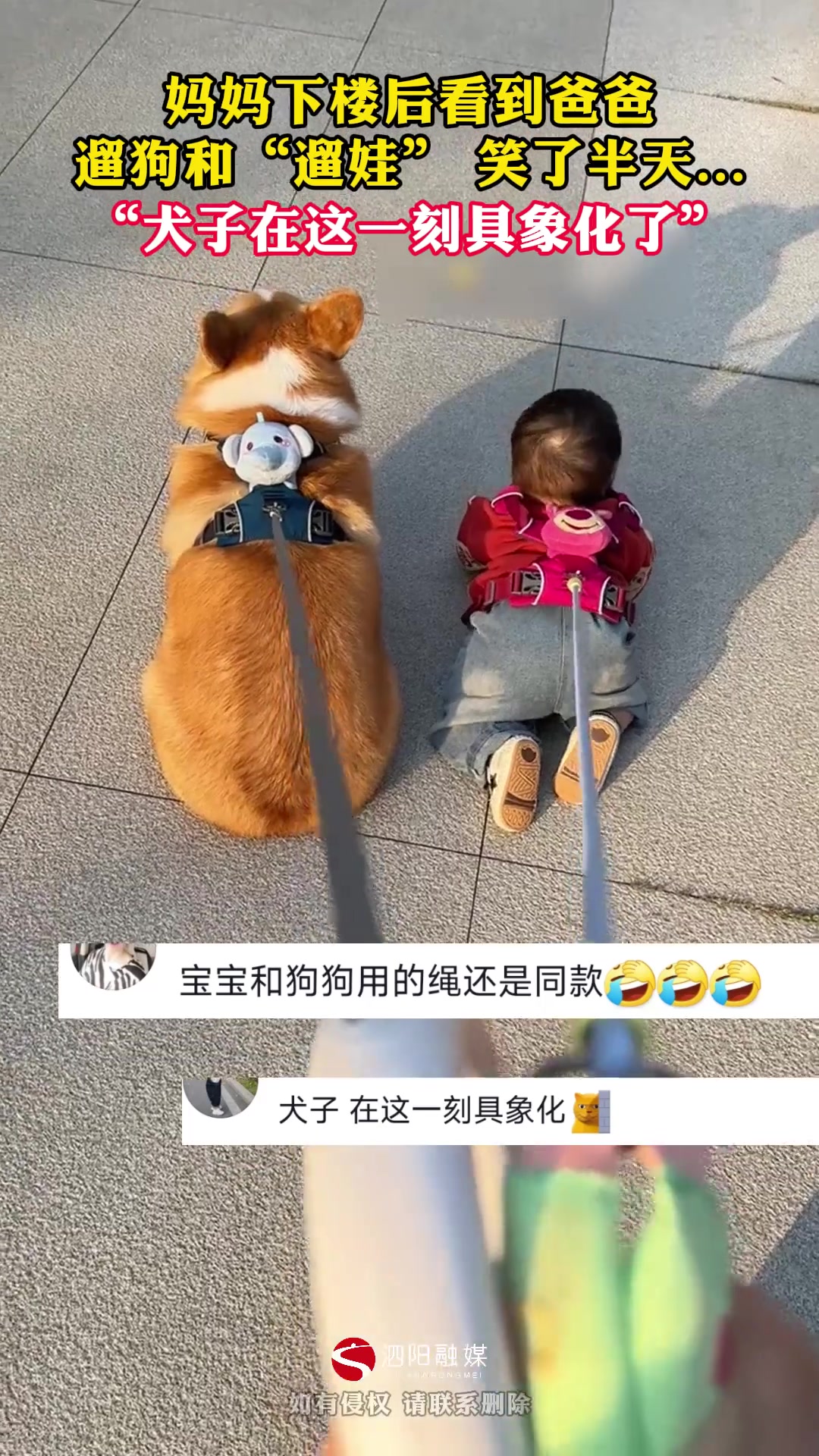 偶遇男子同时遛狗和“遛娃”,犬子在这一刻具象化了