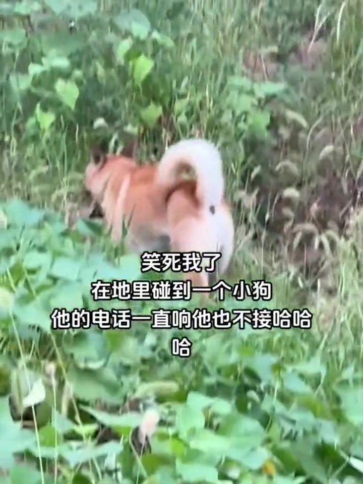它都急的抄小路回家了，你还跟它聊天
