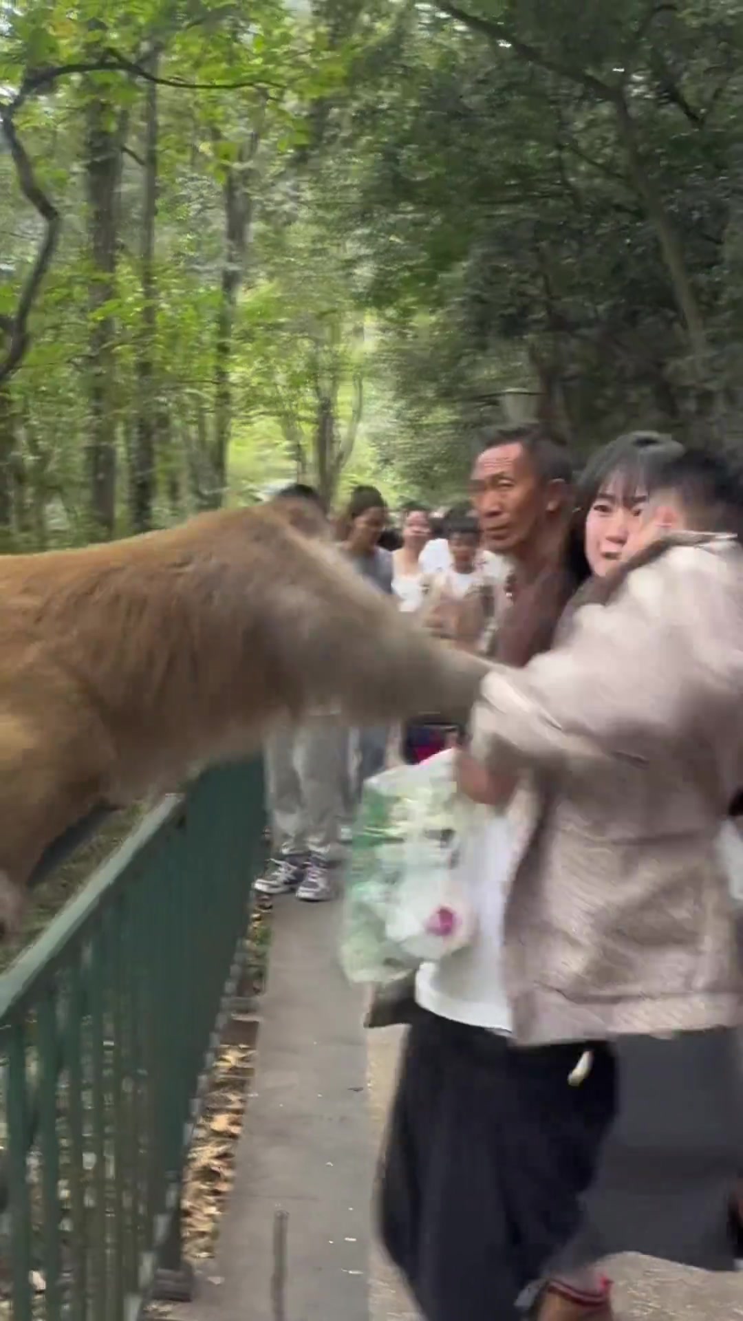 猴哥也敢惹啊！调戏猴子的下场就是这样