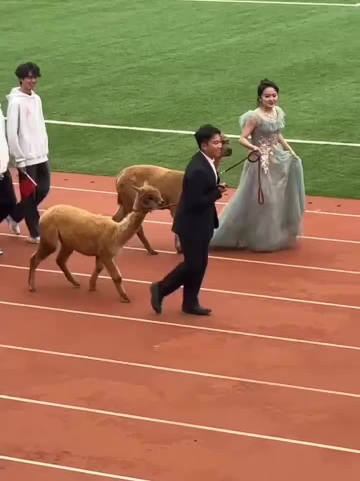 羊驼：为什么它有美女牵，我没有我不干了！