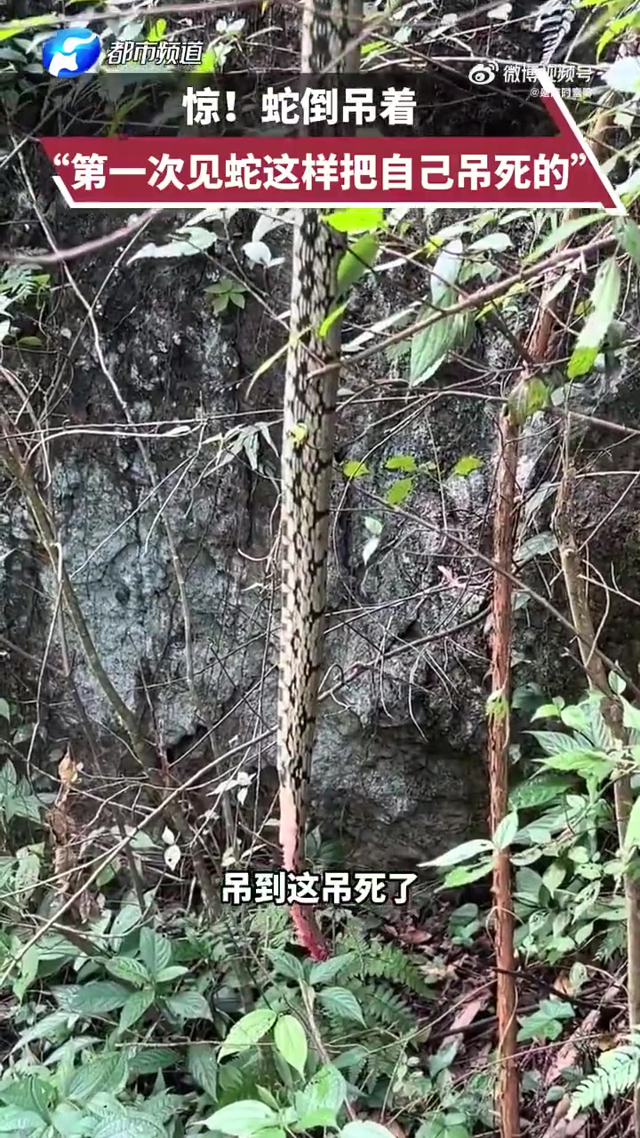 这是咋回事人为的还是蛇真给自己缠上死结了