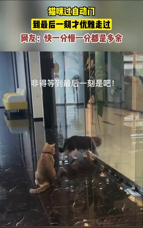猫咪过自动门，到最后一刻才优雅走过...！