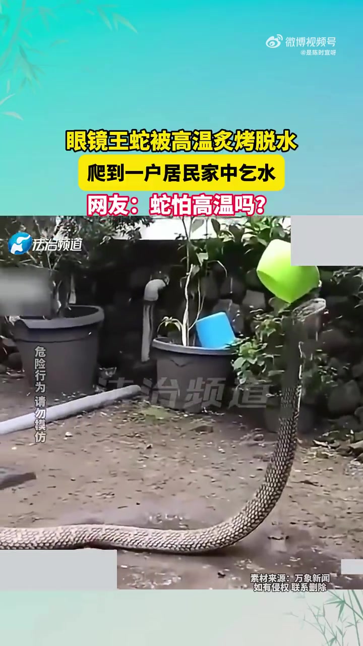 天呐，这样倒水不怕蛇突然冲上来咬你一口啊
