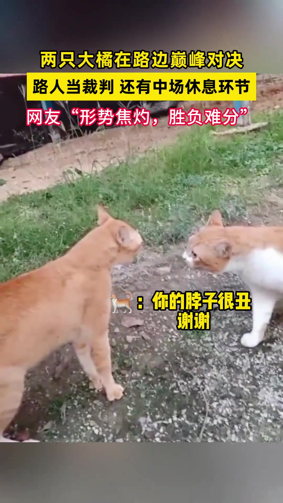两只大橘在路边巅峰对决，路人当裁判
