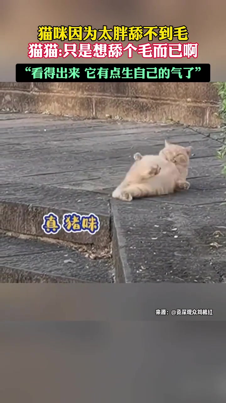 猫猫因为太胖舔不到毛