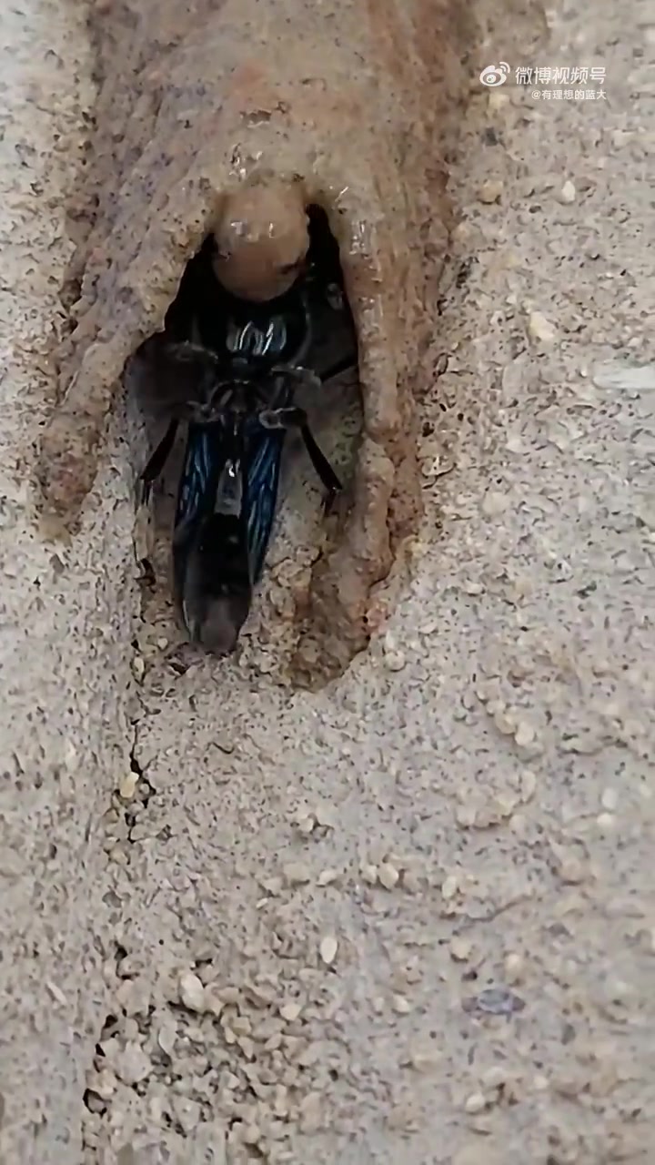 大自然的建筑师