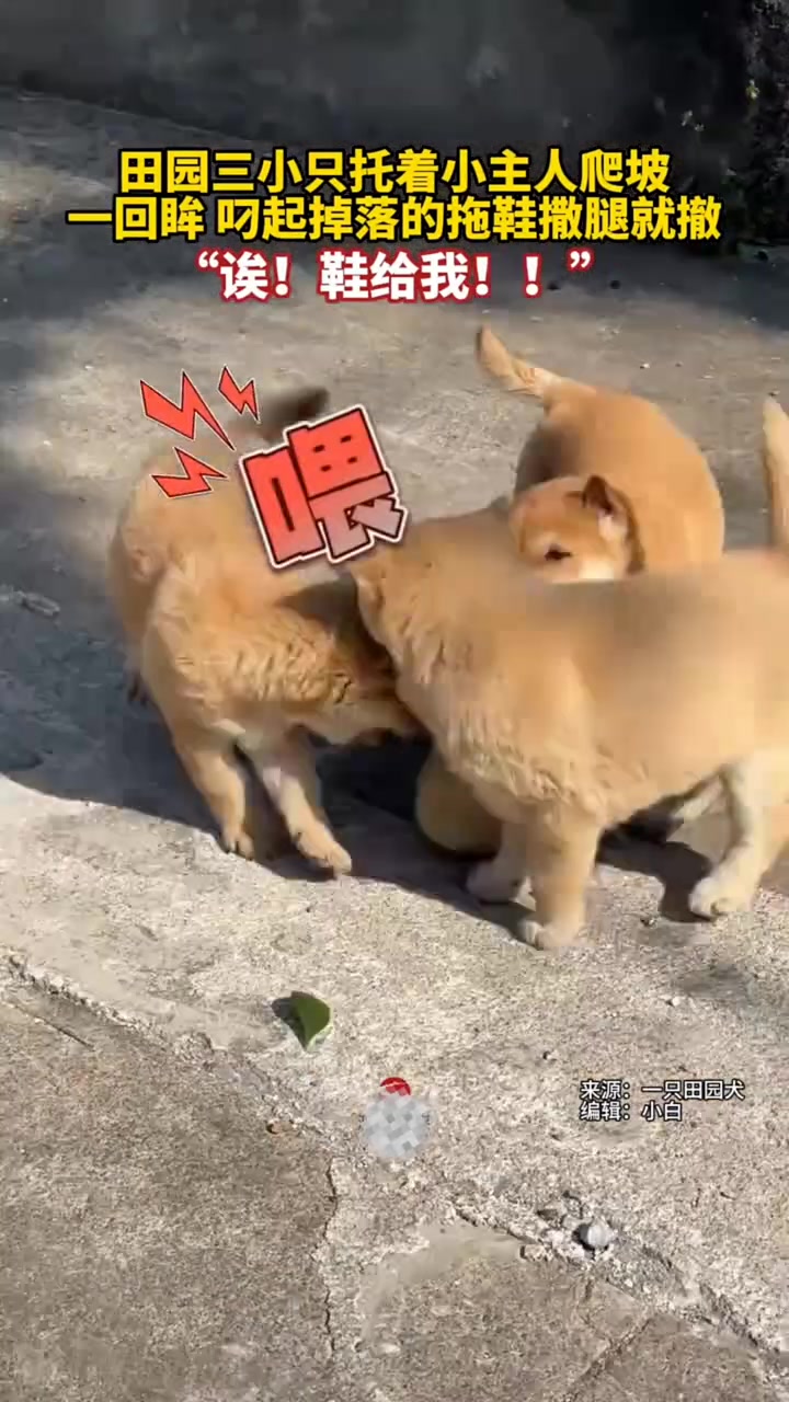田园三小只托着小主人爬坡，一回眸叼起掉落的拖鞋撒腿就撤