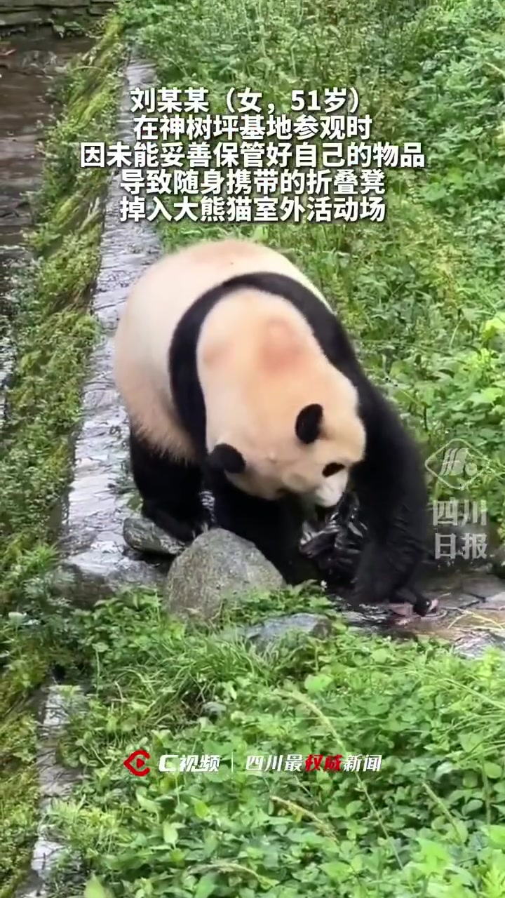 游客的折叠凳不慎落入福宝活动区域
