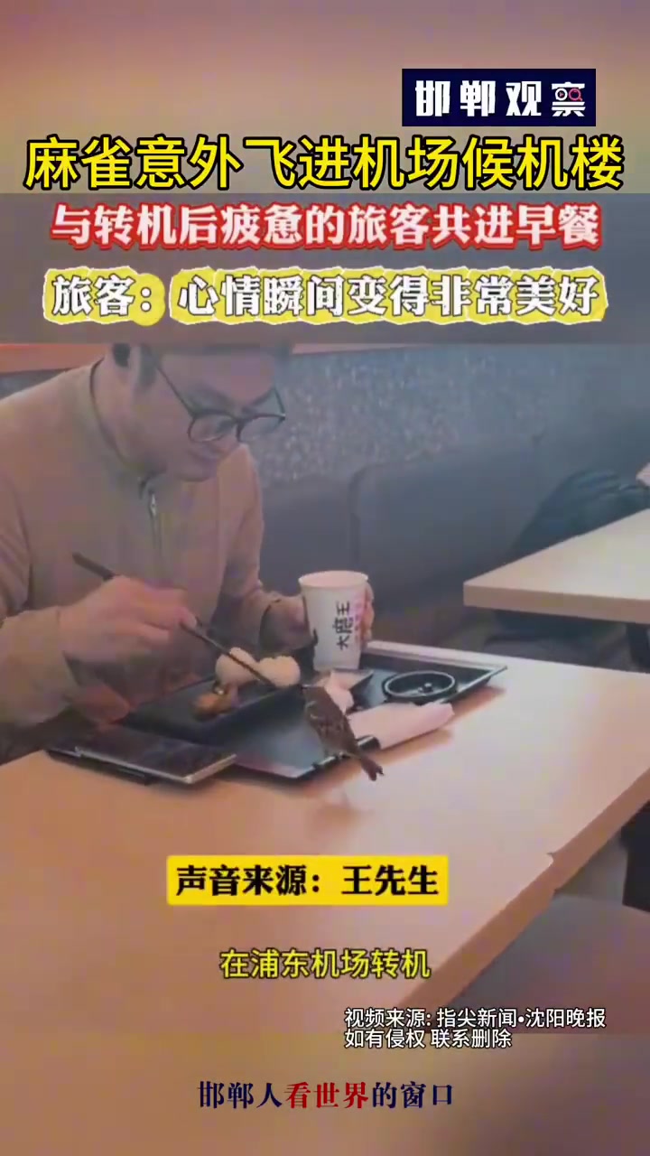 麻雀误入机场候机楼，与转机后疲惫的旅客一同享用早餐