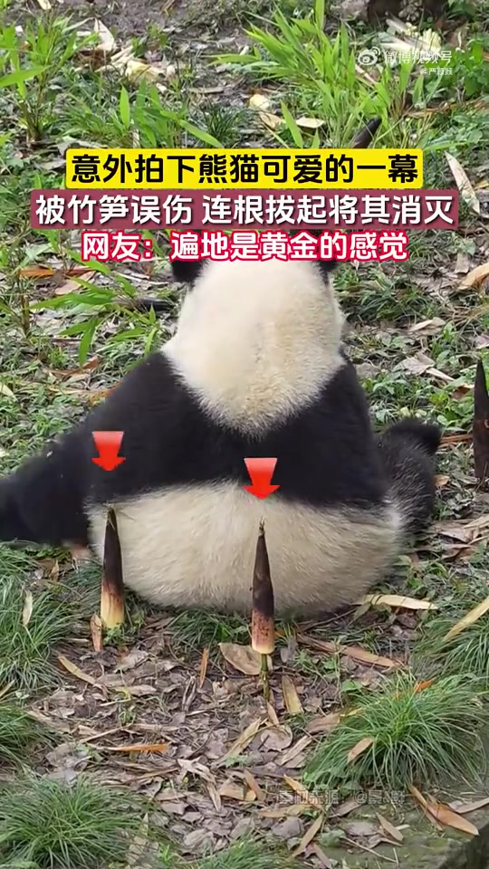 意外拍下熊猫可爱的一幕，被竹笋误伤连根拔起将其消灭