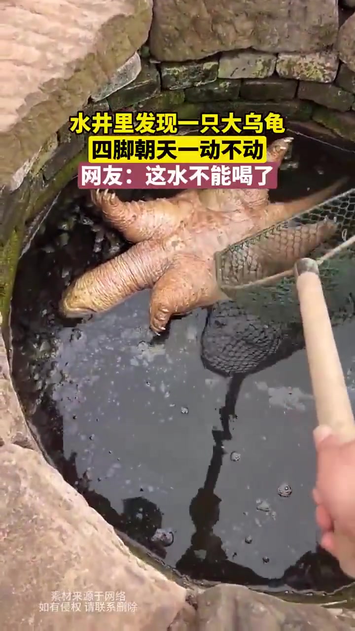 水井里发现一只大乌龟四脚朝天一动不动，这水不能喝了！