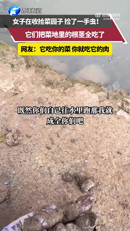 这玩意喂鸡简直绝了