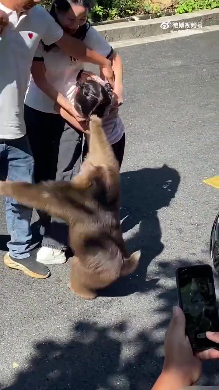 景区猴子越来越放肆，这样拿棍棒打猴子需要负责任吗