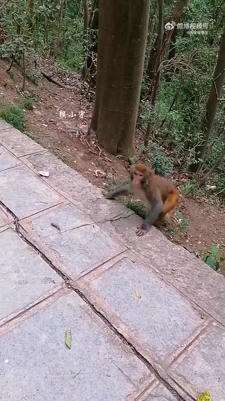 猴子被吓坏了