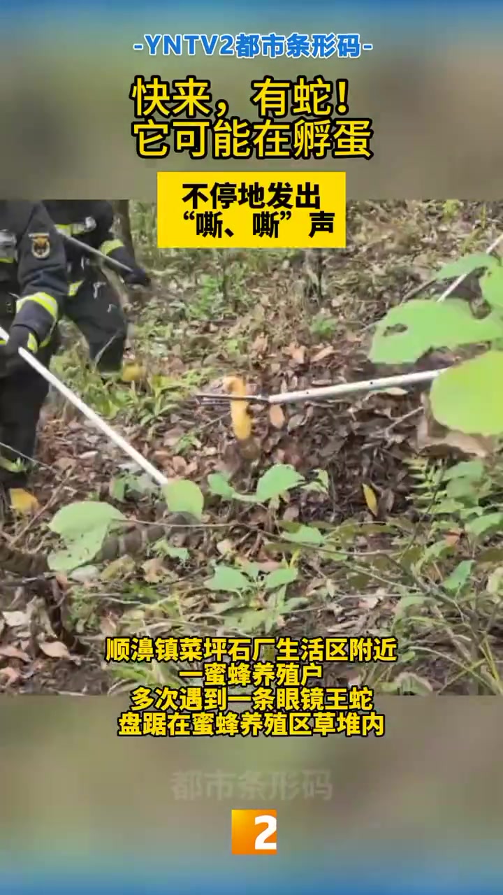 快来，有蛇！它可能在孵化蛋