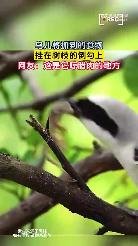 鸟儿将抓到的食物，挂在树枝的倒勾上