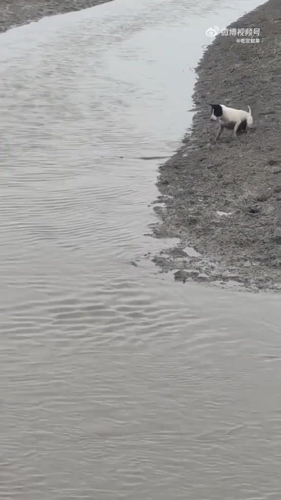 这种凶猛的鱼类应该是鳄雀鳝