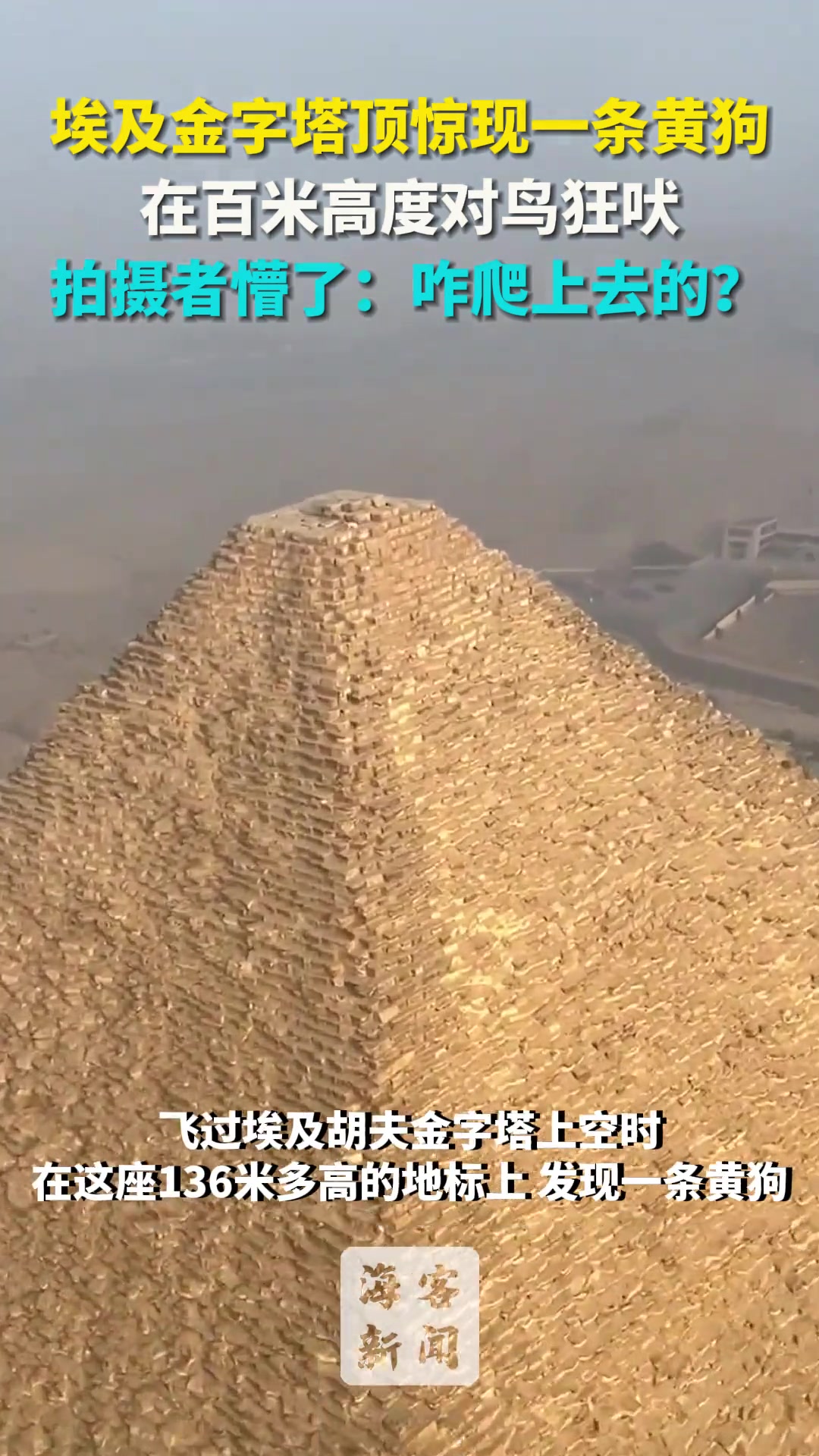 埃及金字塔顶惊现一条黄狗百米高度对鸟狂吠