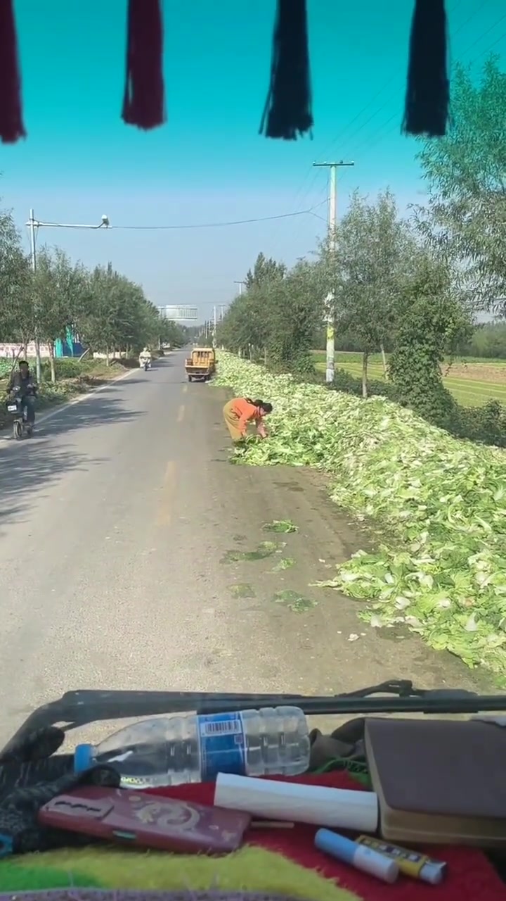 这什么地方好想去捡那白菜叶
