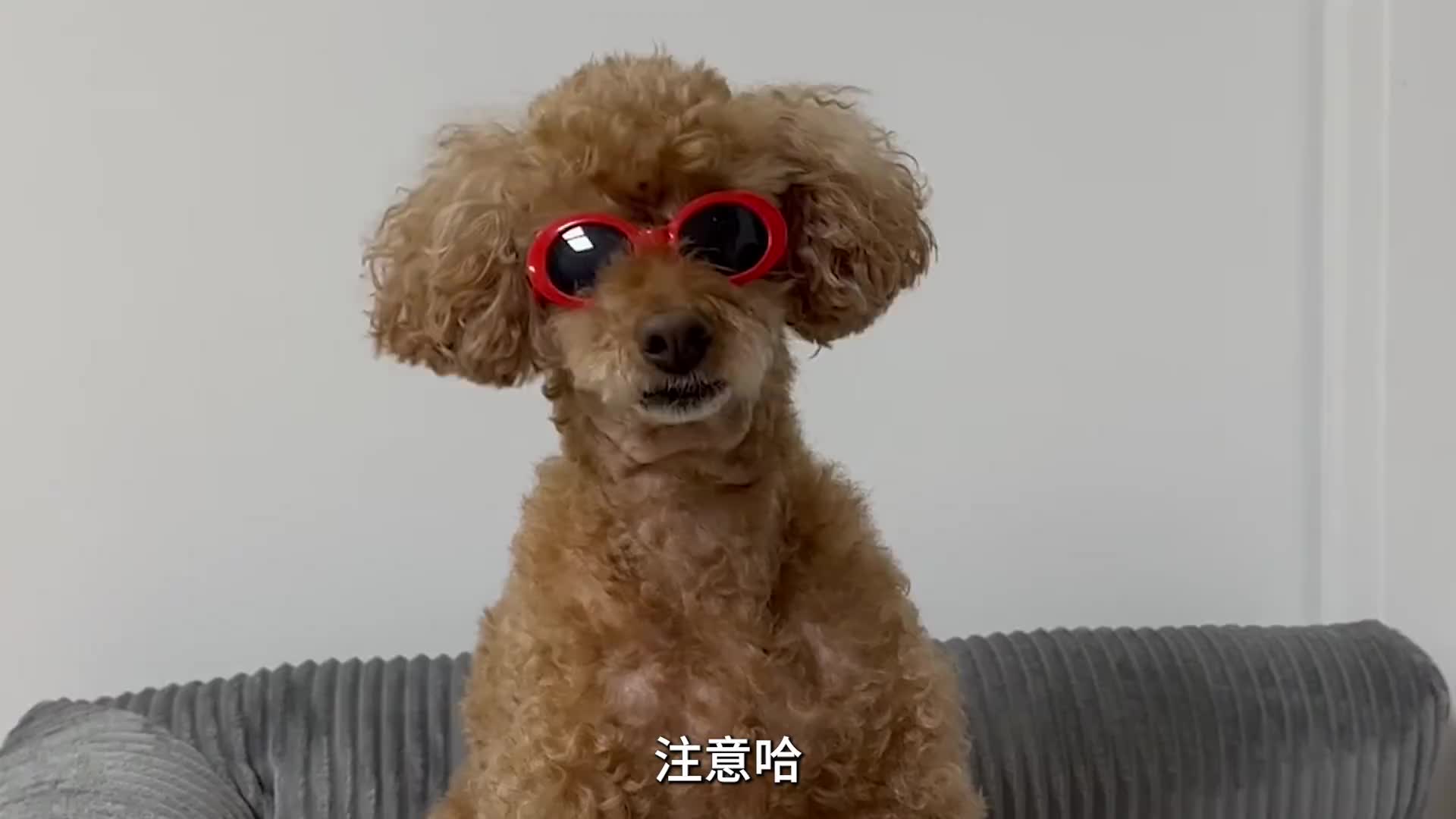 狗狗的唾液淀粉酶含量为啥比人低