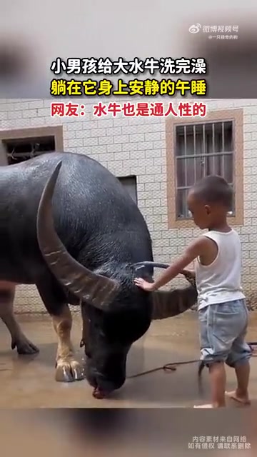 小男孩给大水牛洗完澡，躺在它身上安静的午睡