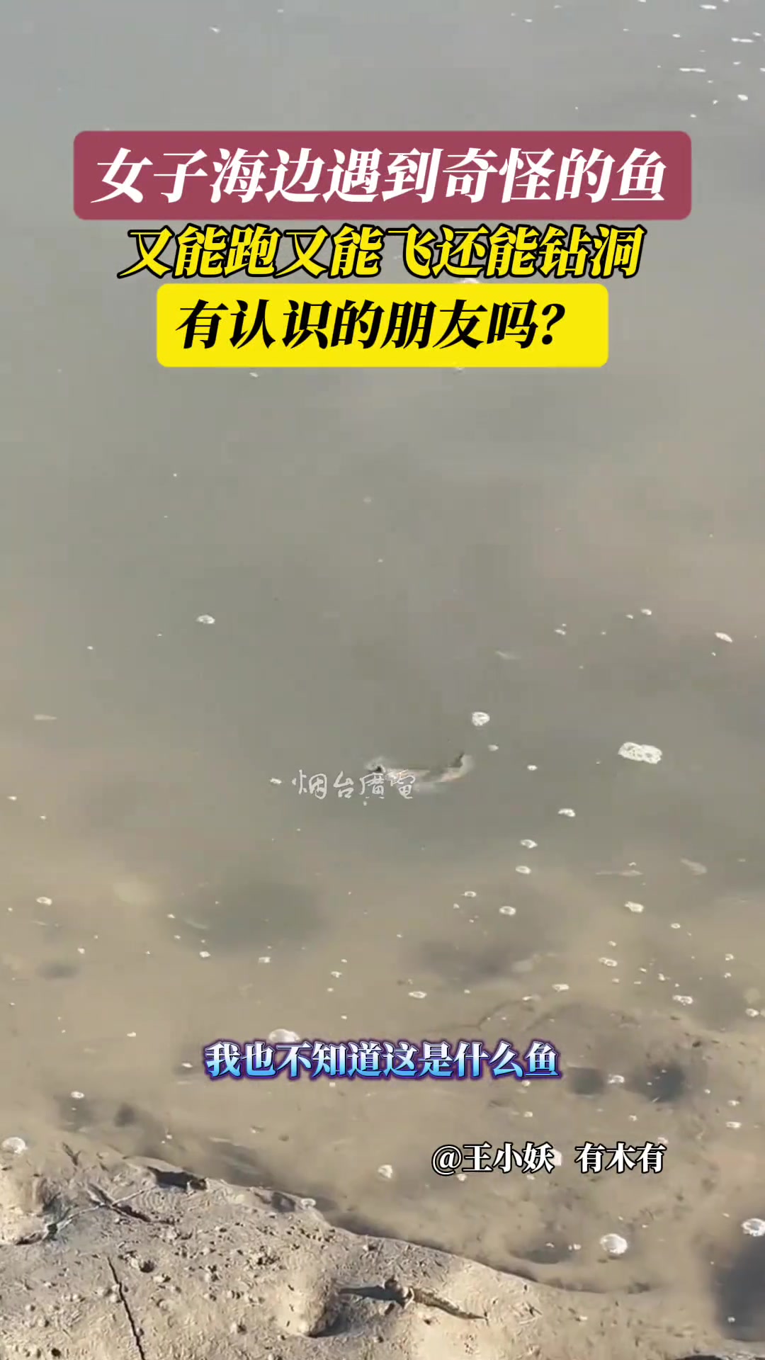 女子海边遇到奇怪的鱼又会飞又会跑还会钻洞有认识的朋友吗